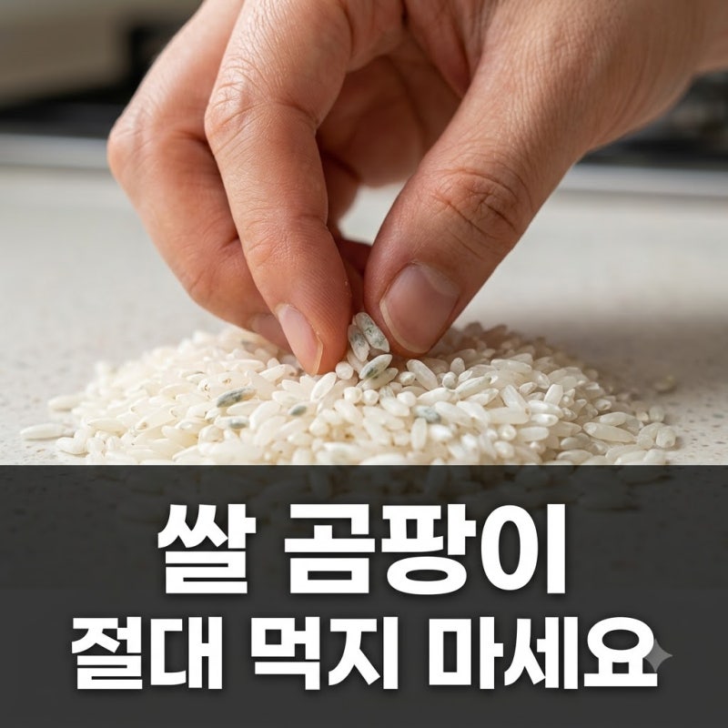 쌀 곰팡이, 이 3가지 신호 보이면 절대 먹지 마세요! 치명적인 독소 위험
