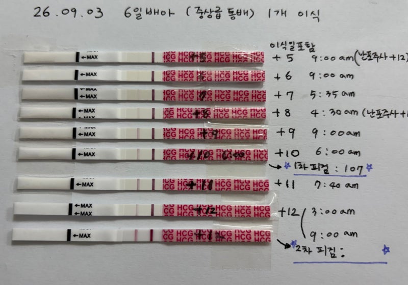 (임신준비)#22 6일(5일)배아 이식 6일차~12일차 증상 , 임테기 진하기 / 원포 얼리 / 1차 2차 피검 ....