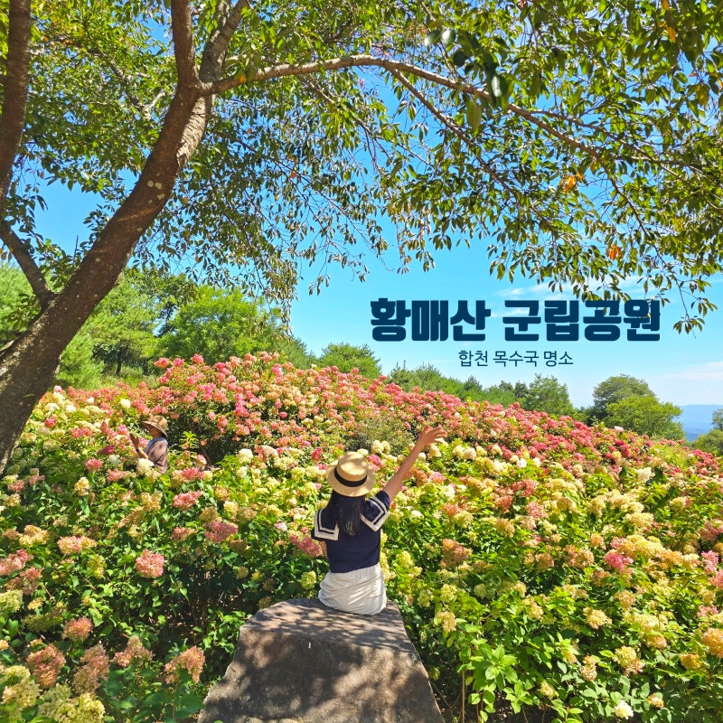 Hapcheon Hwangmaesan Hydrangeas: Is it Still Beautiful? Location, Parking, Bloom Status, Gyeongnam September Flower Viewing