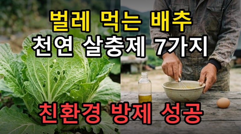 초보 배추농사 천연 살충제 만들기 7가지 병충해 친환경 방제법
