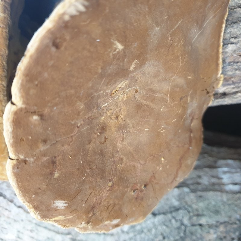 노란 빛깔을 살핀 자연산 뽕상황버섯 분말 판매 가격, 즙 진액 파는곳과 먹는법