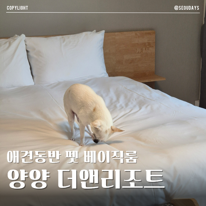 양양 더앤리조트 펫 베이직 룸 | 애견동반 가족여행 가든온 수영장 패키지 후기