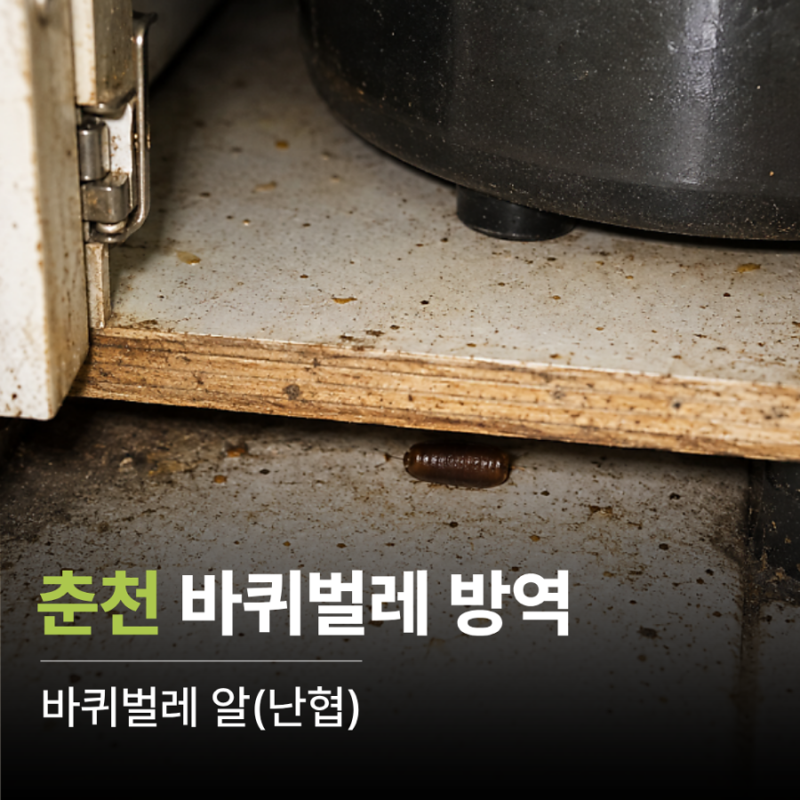 바퀴벌레 알집 부화 갯수 | 춘천 바퀴벌레 퇴치 해충 방역업체