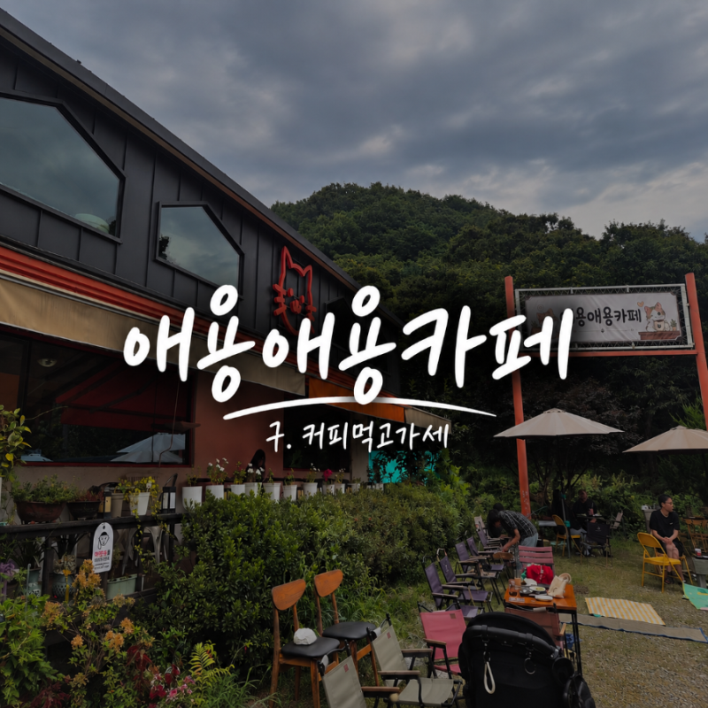 파주 고양이카페 커피먹고가세 | 애용애용카페 아이들과 고양이 보러 다녀온 후기