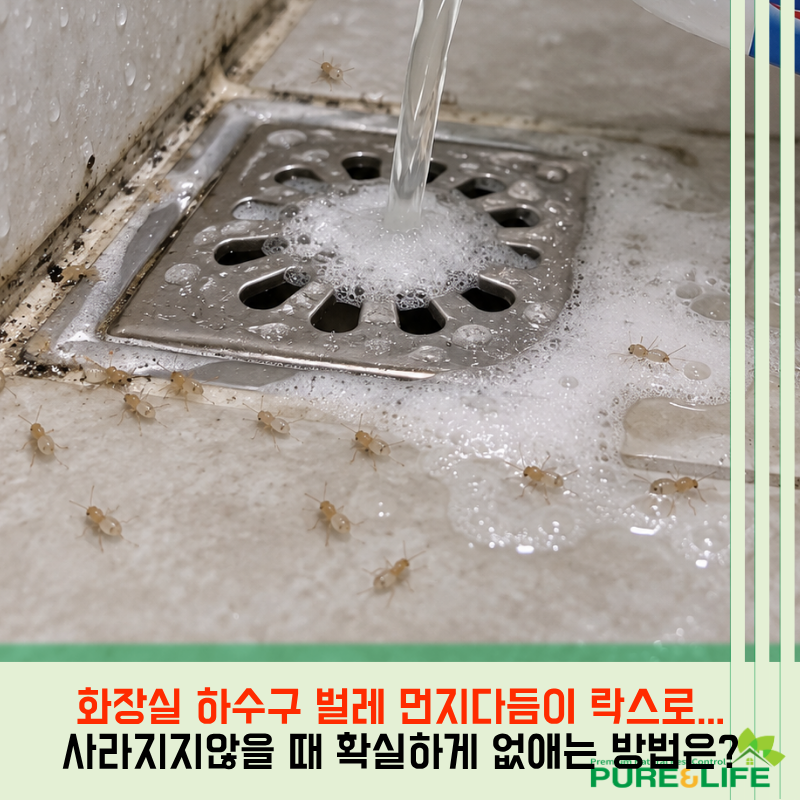 화장실 하수구 근처 벌레 먼지다듬이 락스 뿌려도 사라지지않아요... 확실하게 없애는 방법....
