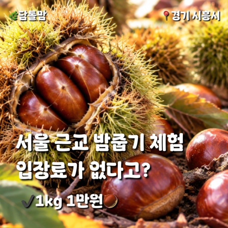 가을 아이와 뭐하지? 시흥 계수밤농장 주말 체험 예약해봤어요