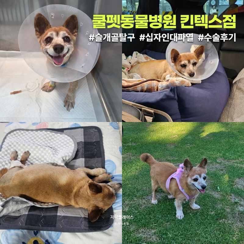10살 강아지 양측 슬개골 탈구(3기·4기) + 십자인대 TPLO 수술 후기 | 킨텍스 쿨펫동물병원