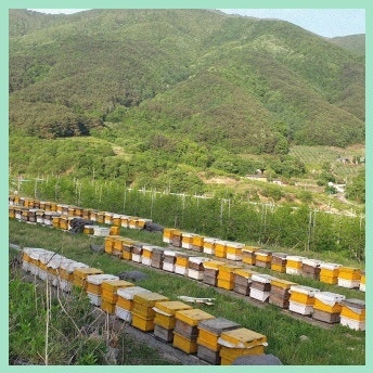 산청 꿀맛농원 지리산 자연 벌꿀 아카시아 꿀 2.4kg병 가성비를 중시하는 꿀 소비자에게 적합....
