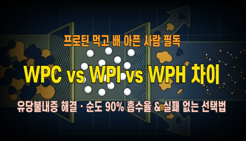 2026 유청 단백질 완벽 분석: 농축(WPC)·분리(WPI)·가수분해(WPH/WPIH) 차이점부터 유당불내증·흡....