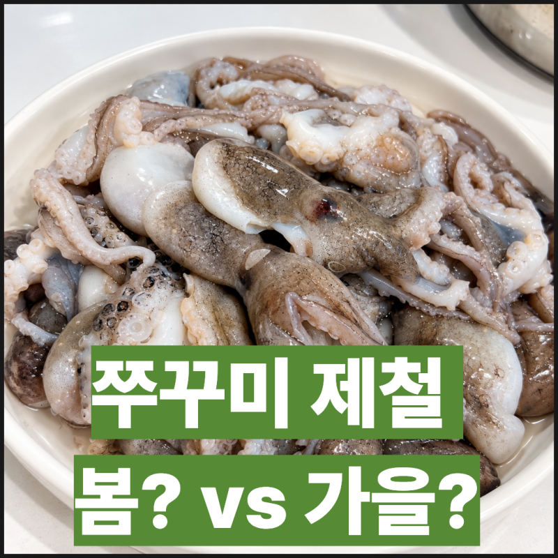 쭈꾸미 금어기, 9월부터 해제되는 이유와 봄이 제철이야? 가을이 제철이야?