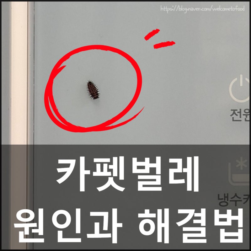 카펫벌레 퇴치 방법, 옷에 구멍 뚫리는 원인과 없애는 법