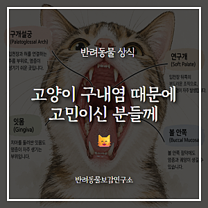고양이 구내염 증상과 대처방법 | 고양이 사료를 잘 못 먹는다면?