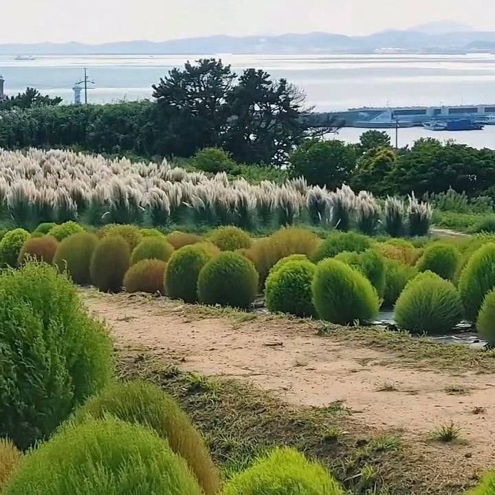 지금 놓치면 1년을 기다려야 하는 곳 팜파스 명소 울산 슬도