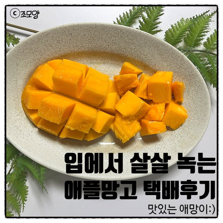 애플망고 자르는 법 농가직송 애망이 국산 애플망고 후숙 보관법