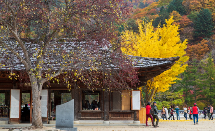 인제군 가볼만한곳 BEST 5, 자작나무숲부터 백담사까지