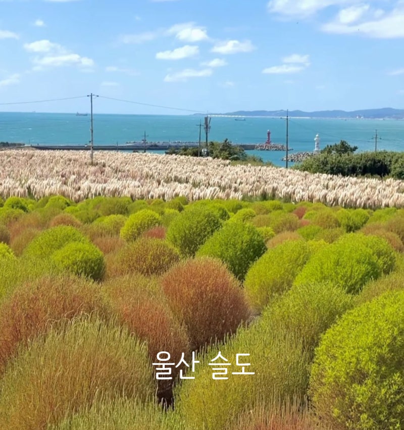 붉은 댑싸리와 은빛 팜파스 팜파스 억새 명소, 울산 슬도 가을꽃 무료주차 비밀 위치 어디
