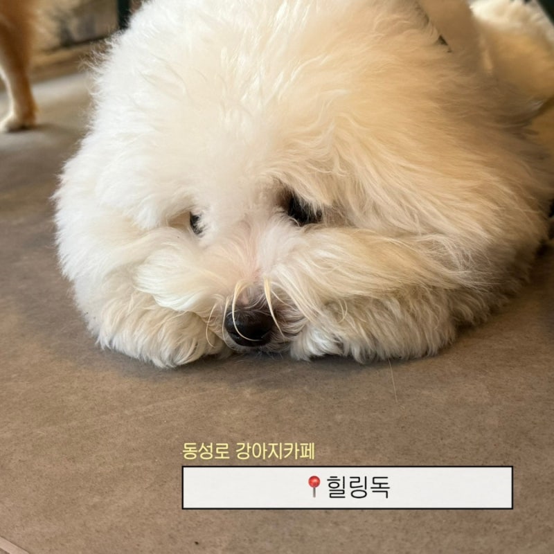 대구 동성로 강아지카페 추천 대구 애견카페 데이트장소 [힐링독]