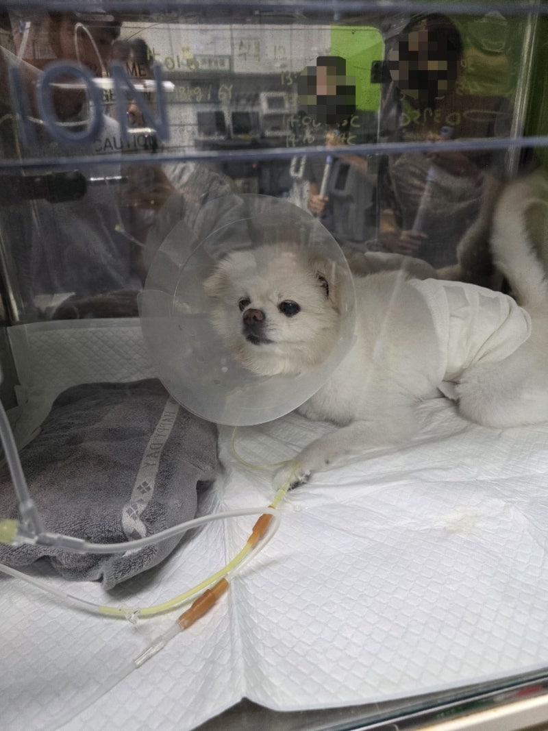 강아지 자궁축농증 수술후기