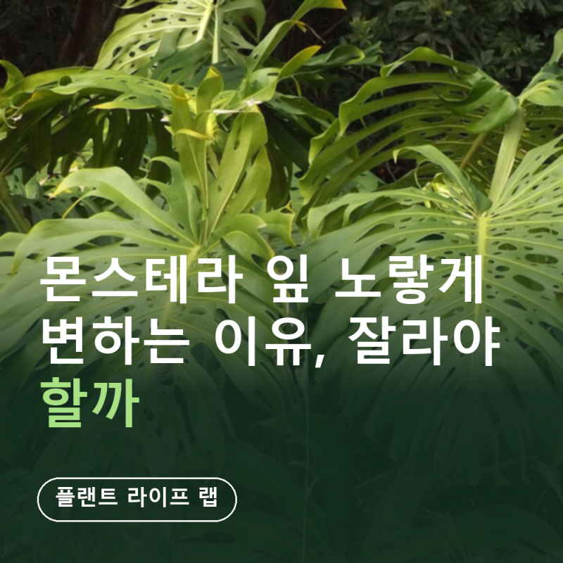 몬스테라 잎 노랗게 변하는 이유 5가지, 잘라야 할까 (대부분 과습·자르는 위치·9월 실내 들....