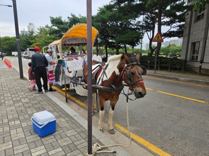 일산호수공원 피크닉 노래하는분수대 1주차장 말 마차, 자전거, 킥보드타기