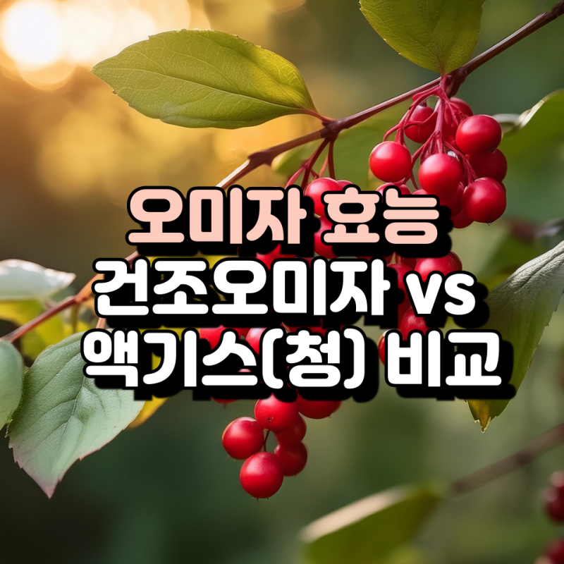 오미자 효능, 수확시기, 문경 오미자가 유명한 이유, 건조오미자 vs 오미자액기스 비교
