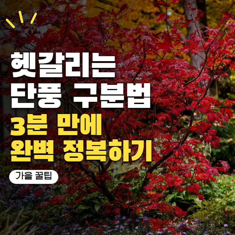 가을 단풍나무 종류 뭐가 다를까? 청단풍·홍단풍·아기단풍 차이 쉽게 정리
