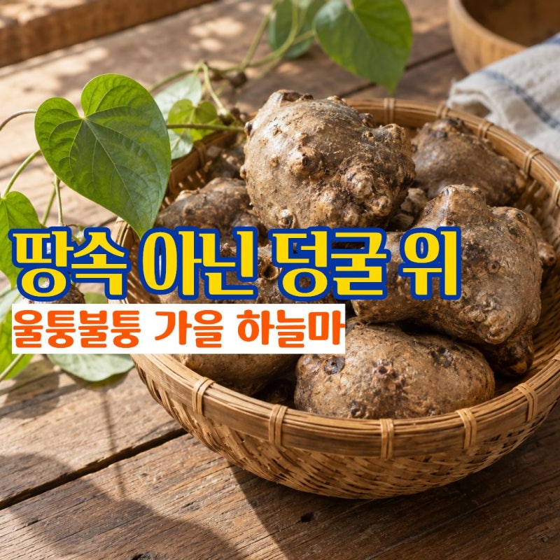 하늘마효능 울퉁불퉁 열매처럼 열리는 하늘마먹는법 처음먹는다면 부작용은