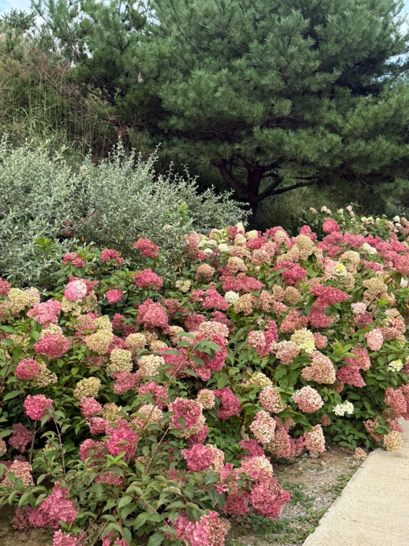 합천 황매산군립공원 - 황매산군립공원,수국정원,억새,목수국