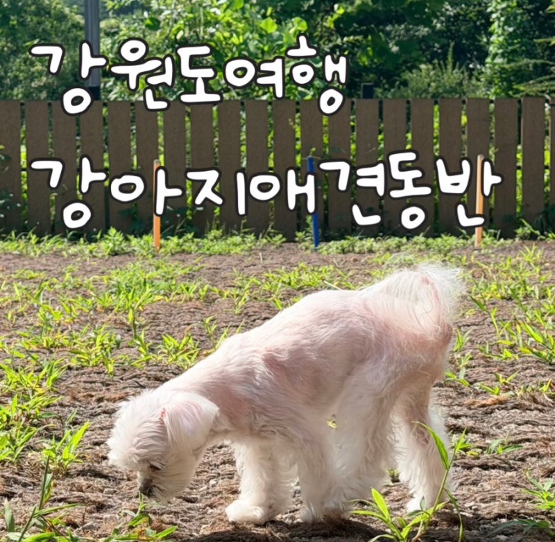 Review of Kkoromong Pet Pension, a Cost-Effective Pet-Friendly Accommodation in Yangyang, Gangwon-do