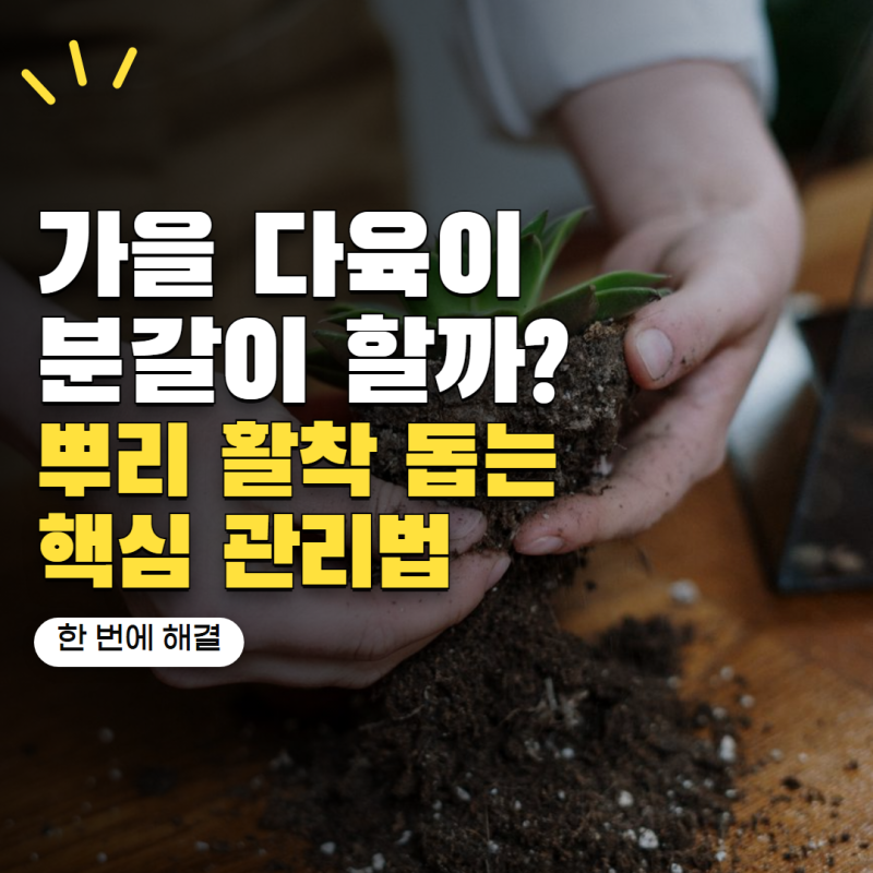 다육이 키우기 가을에 분갈이해도 될까? 뿌리 잘 자리 잡는 시기와 방법