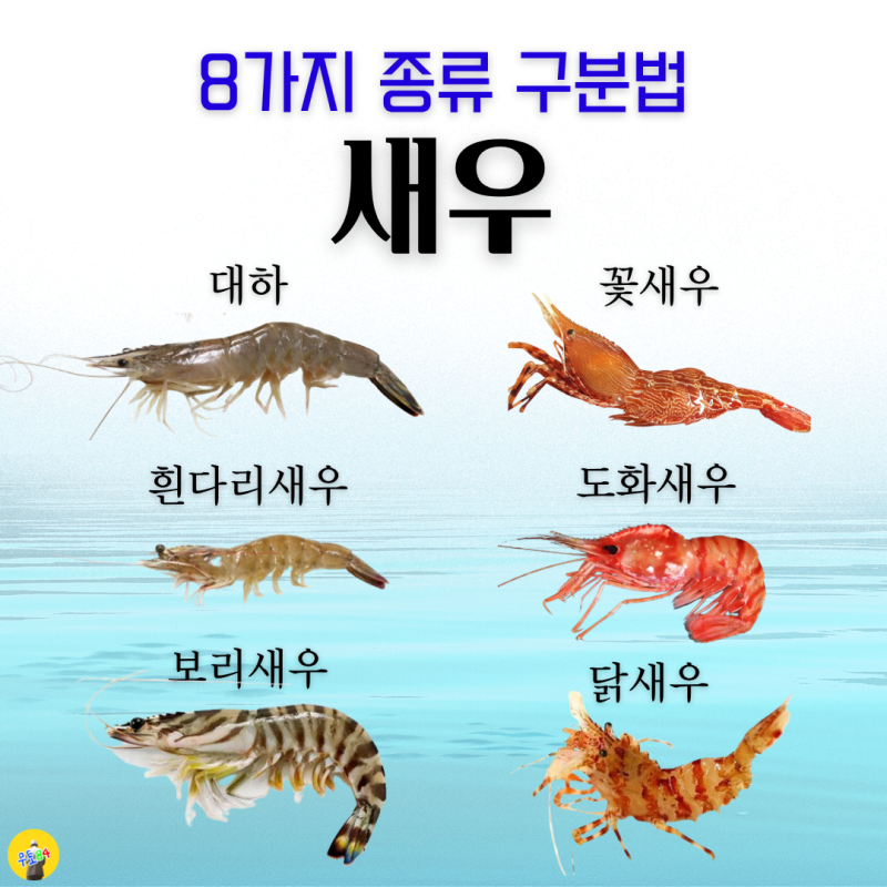 [초밥 잡설] 대하, 흰다리새우, 꽃새우, 닭새우, 도화새우, 홍새우, 보리새우 종류와 차이