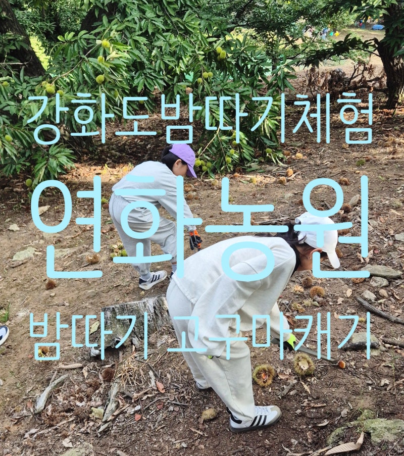 강화도 밤따기 체험, 강화도 가볼만한곳, 연화농원 가족 후기