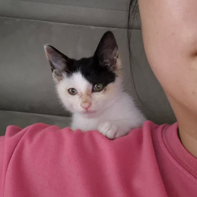 아기고양이 냥줍,고양이 피부병 링웜 증상 및 치료기록