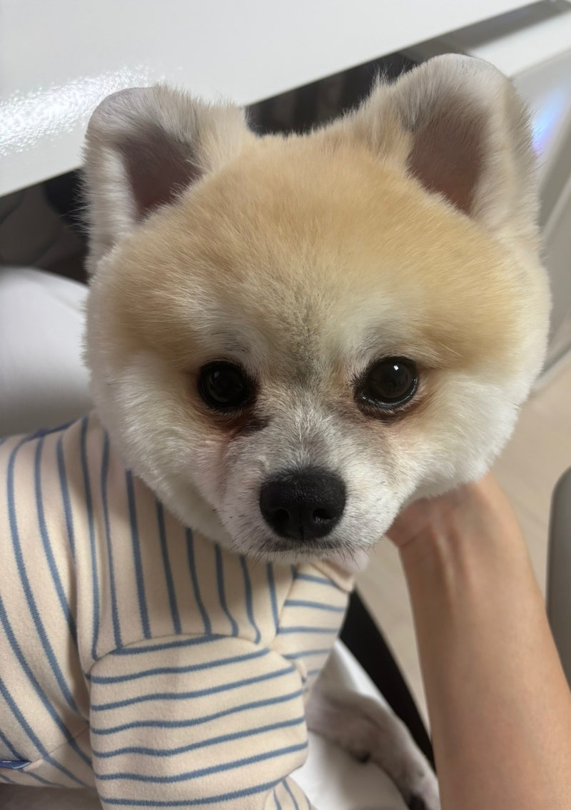 강아지 눈 영양제 추천 포메 눈물자국때문에 먹여본 페토메디 아이즈 후기