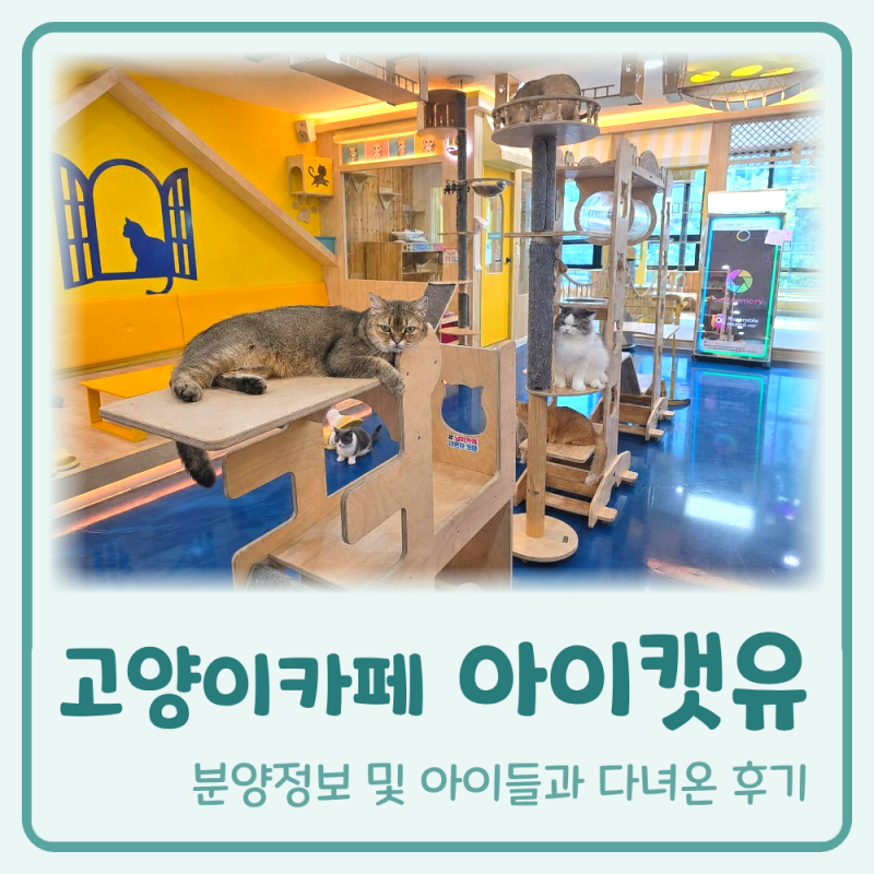 전주 고양이카페 분양도 가능한 아이캣유, 아이들과 다녀온 후기