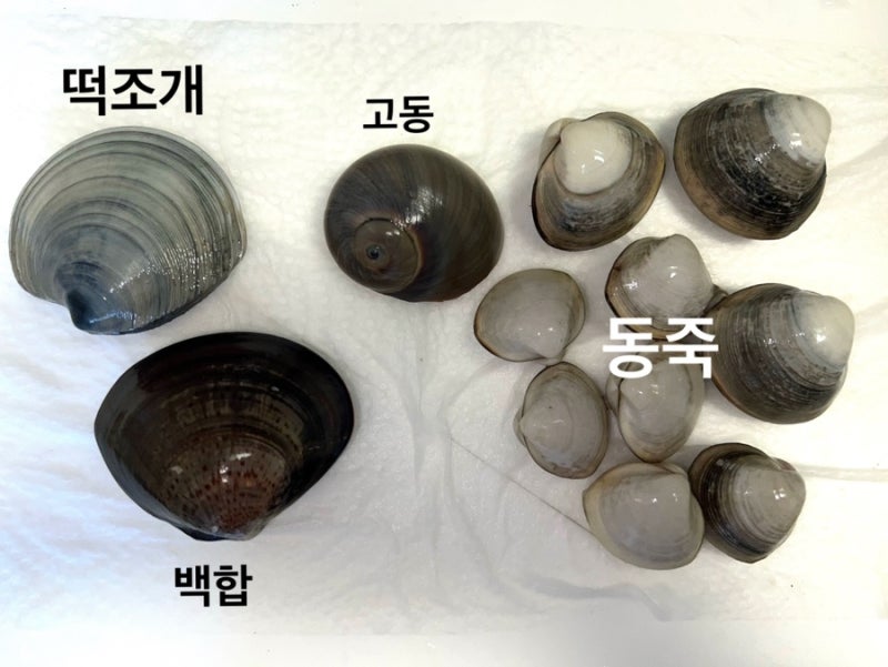 인천 영종도 마시안 갯벌에서 캐온 조개 종류 공유 + 요리 해먹은 후기 (해감 지옥 동죽 101 콘....