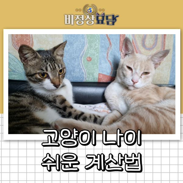 고양이 나이 계산법 | 고양이 나이 사람 나이로 환산하면? 1살은 사람 나이로 몇 살일까