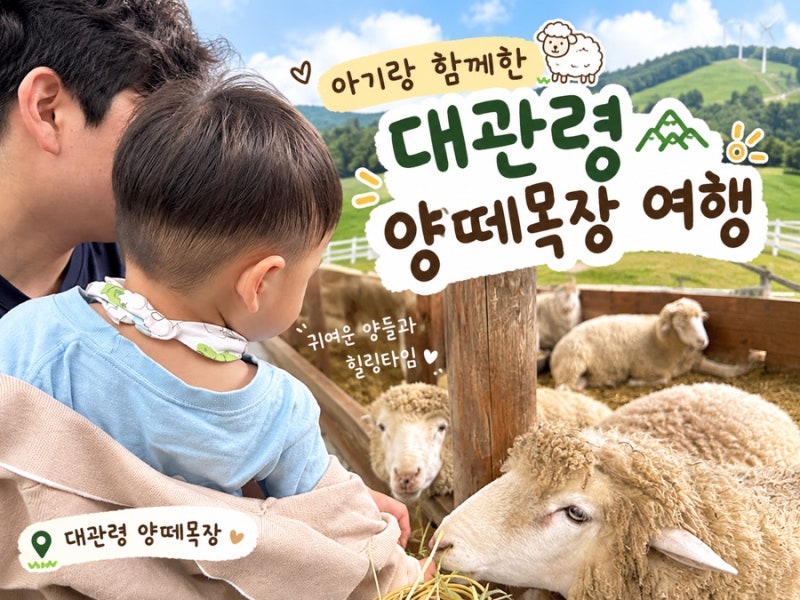 아기랑 대관령 양떼목장ㅣ유모차, 준비물부터 꿀팁, 체험 후기
