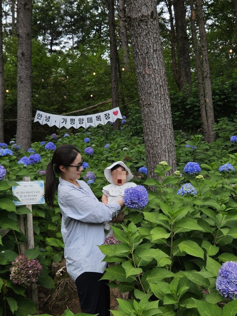 가평 양떼목장 수국정원 카페 베이커리 데이트 동물체험 할인 애견동반 유모차 여부