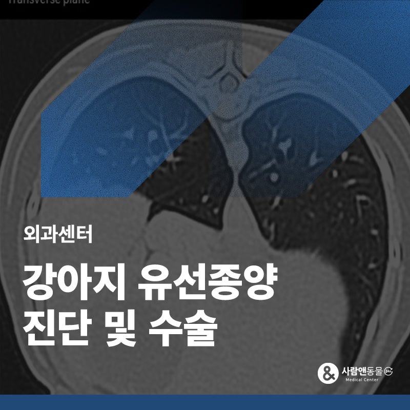 강아지 유선종양, 진단부터 수술까지의 모든 것