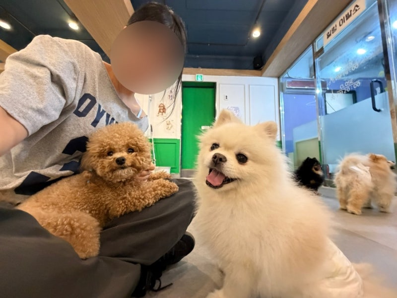 대구 동성로 애견 카페 • 강아지 • 애견 미용실