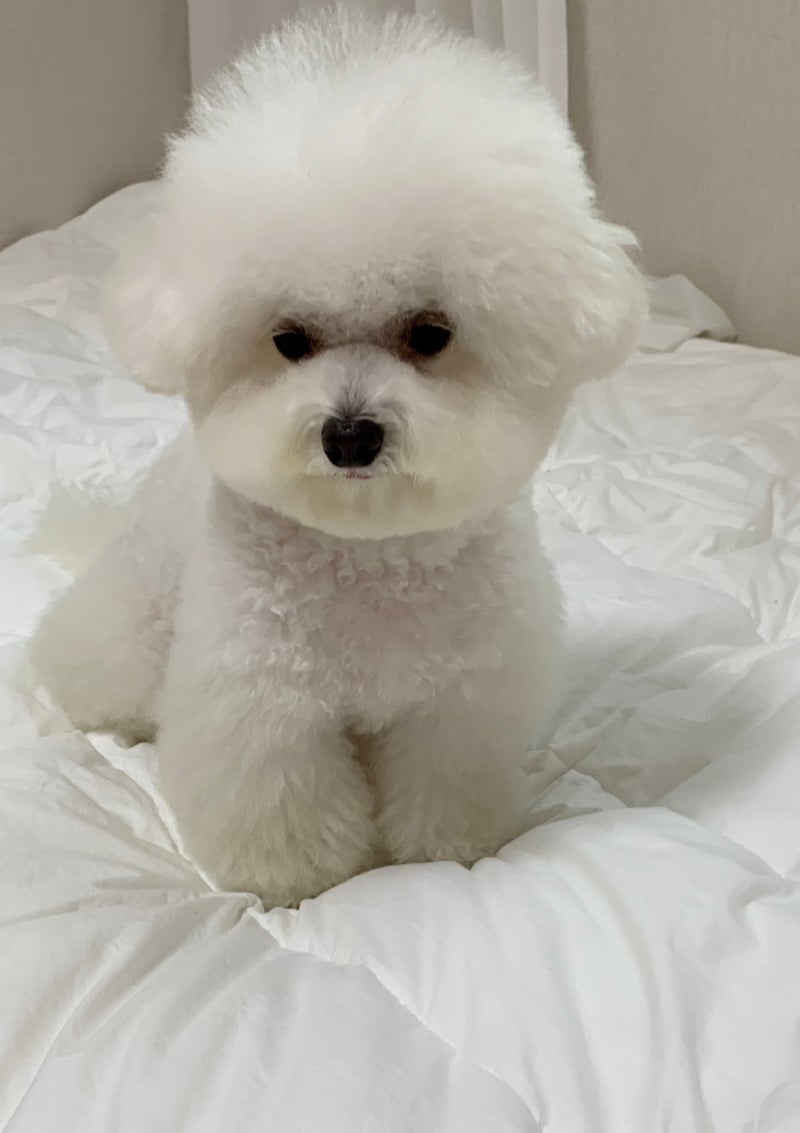 강아지 외장칩에서 내장칩으로 변경 비용, 부작용