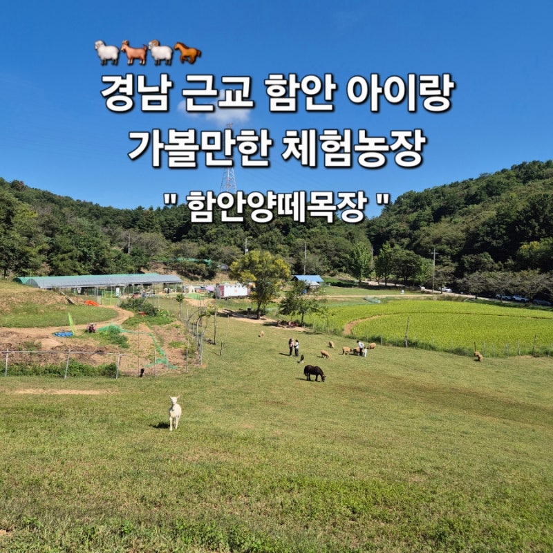 경남 근교 함안 아이랑 가볼만한 체험농장 "함안양떼목장"