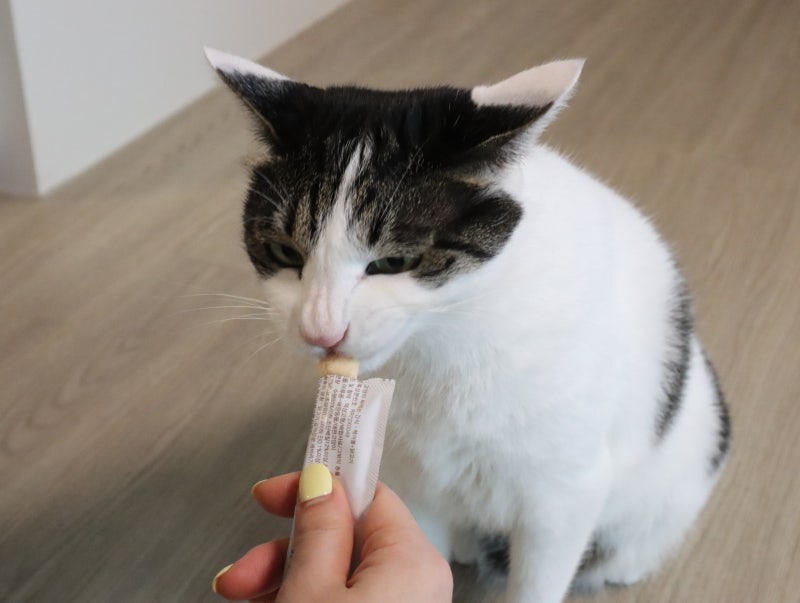 아기 고양이 간식 줄 때 고양이 보양식 껌 급여법
