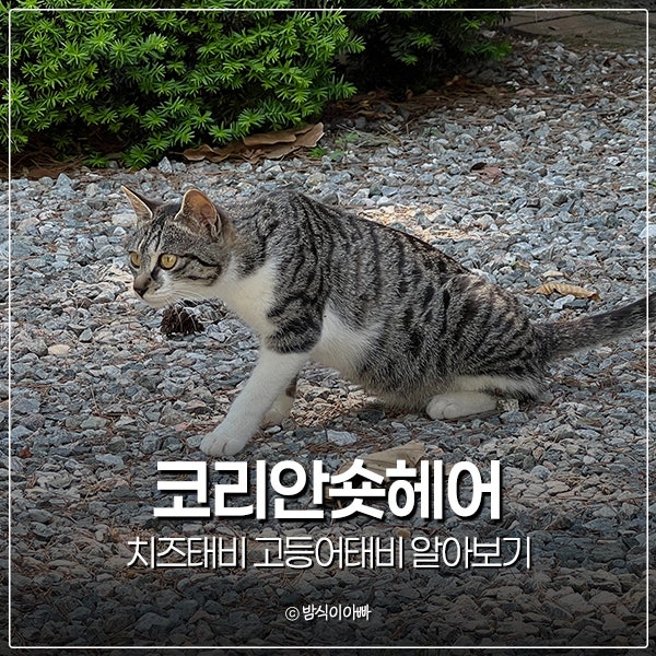 코리안숏헤어 종류 치즈태비 고등어태비 알아보기