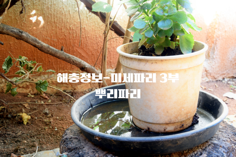 해충정보-미세파리[3부]뿌리파리, 밖에서 들어온줄 알았는데, 알고보니 우리집 화분에서?