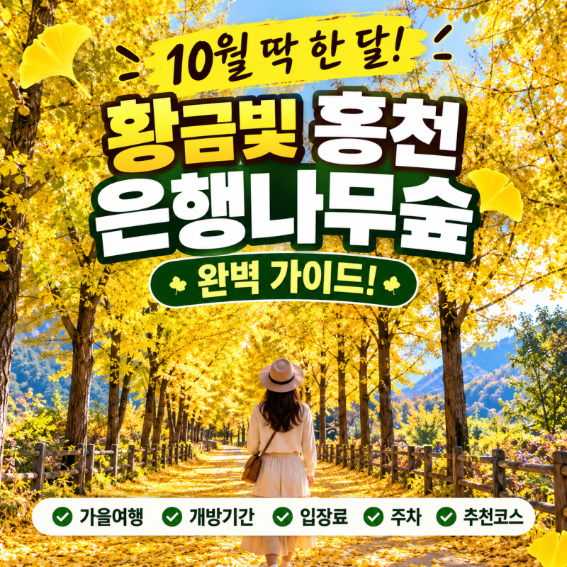 홍천 은행나무숲 완벽 가이드! 10월 가을여행·개방기간·입장료·주차·추천코스 총정리