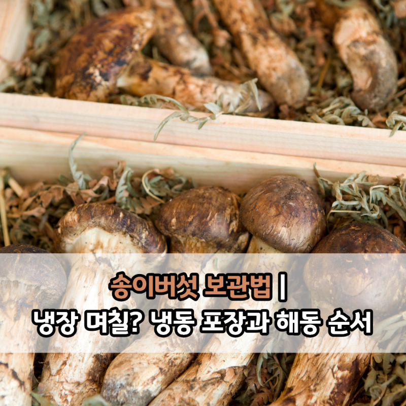 송이버섯 보관법｜냉장 며칠? 냉동 포장과 해동 순서