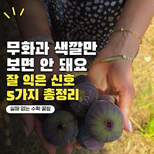 무화과 수확시기 색깔만 보면 안 돼요! 잘 익은 무화과 구별하는 신호 5가지