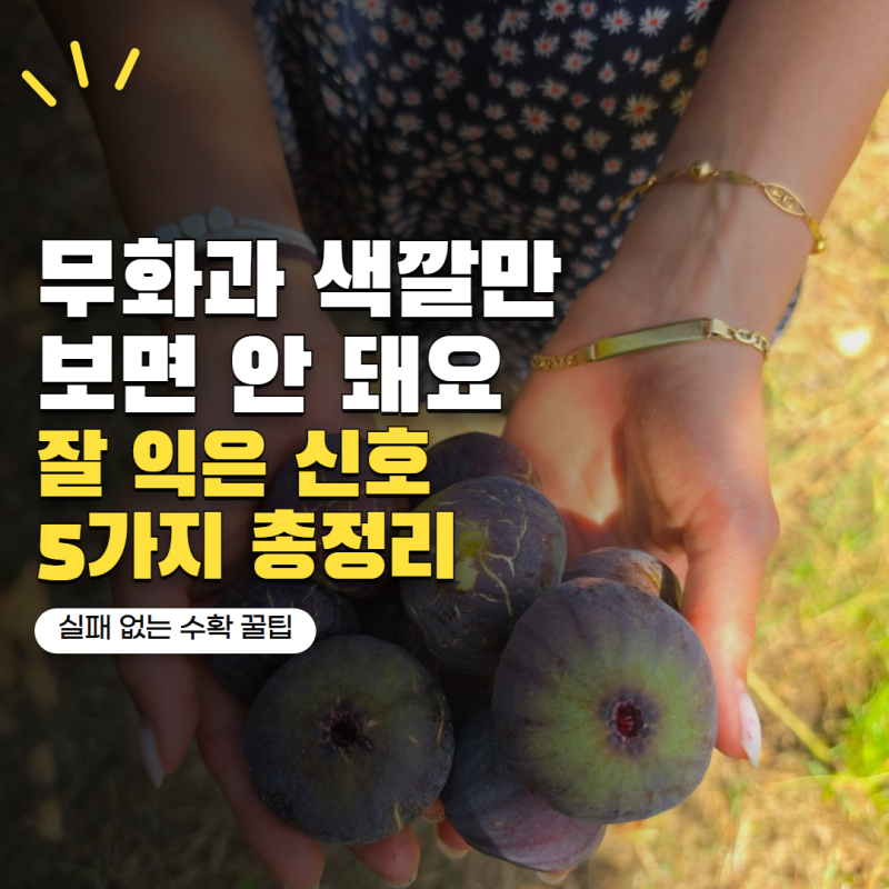 무화과 수확시기 색깔만 보면 안 돼요! 잘 익은 무화과 구별하는 신호 5가지
